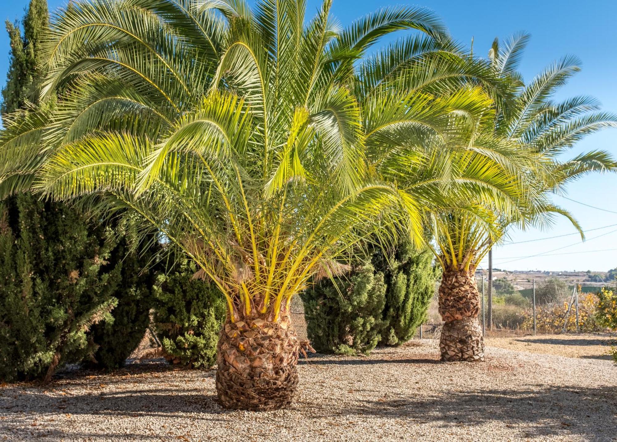 Finca De La Pansa Benissa Extérieur photo